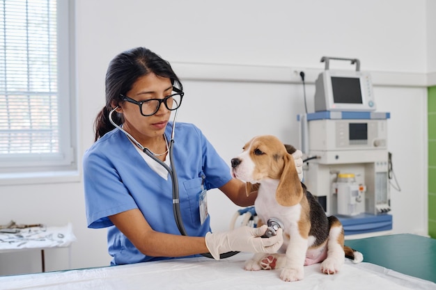 Vétérinaire moderne à l'aide d'un stéthoscope