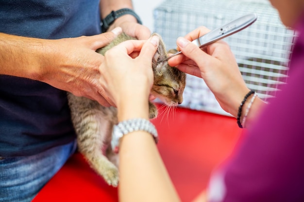 Le vétérinaire nettoie les oreilles du chat dans le concept animal de la clinique vétérinaire