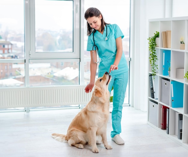 Vétérinaire nourrissant un chien golden retriever après examen lors d'un rendez-vous dans une clinique vétérinaire