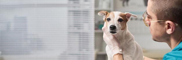 Vétérinaire palpant un mignon chien au travail