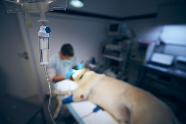 Vétérinaire pendant la chirurgie du chien vieux labrador retriever dans l'hôpital vétérinaire