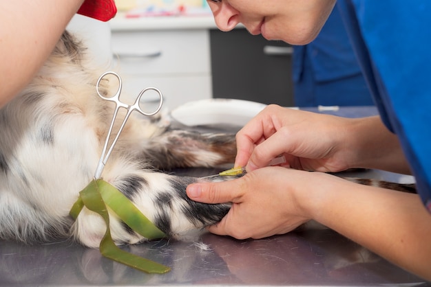 Vétérinaire place une ligne intraveineuse chez un chien. Fermer