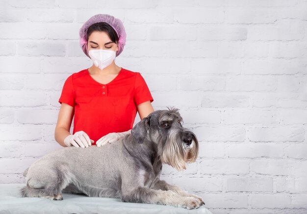 Un vétérinaire portant un masque de protection et des gants examine le chien