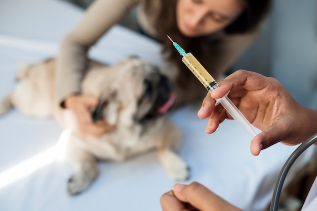 Photo vétérinaire préparant une vaccination