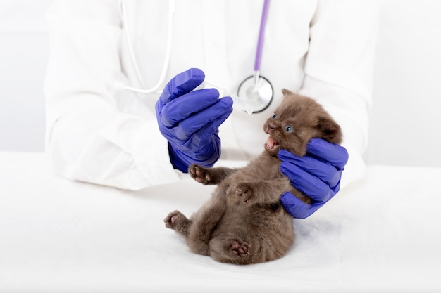 Le Vétérinaire Présente Des Gouttes Pour Les Yeux à Un Beau Petit Chaton Atteint De Conjonctivite