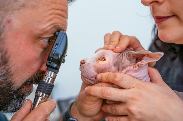 Vétérinaire professionnel masculin à l'aide d'une loupe pour vérifier toute capacité de vision dysfonctionnelle.