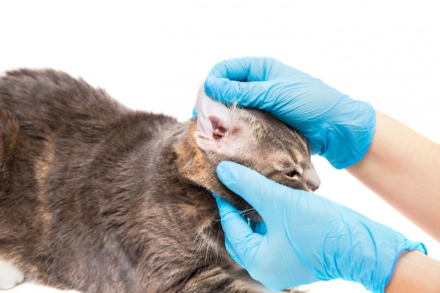 Vétérinaire regardant l&#39;oreille d&#39;un chat tout en faisant un bilan de santé à la clinique