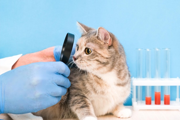 Le vétérinaire regarde dans les yeux du chat à travers une loupe dans la clinique à la réception L'œil du chat est en bonne santé Prévention des problèmes oculaires