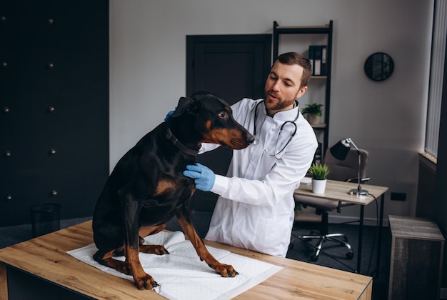 Le vétérinaire regarde la peau et la fourrure du chien pour vérifier la santé et l'hygiène pendant que le patient est allongé et se détend sur la table dans la clinique vétérinaire