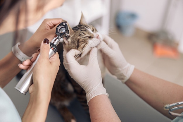 Le vétérinaire se penche sur l'otoscope examinant l'oreille de chat avec dans le bureau de la clinique moderne