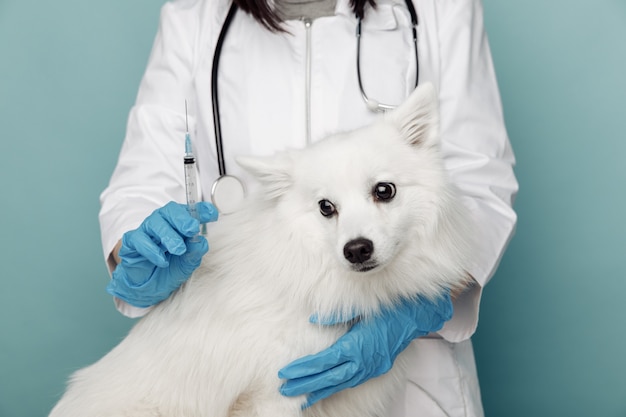 Vétérinaire avec seringue et chien blanc sur table dans une clinique vétérinaire. Notion vétérinaire.