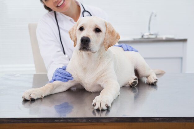 Vétérinaire souriant examinant un chien mignon