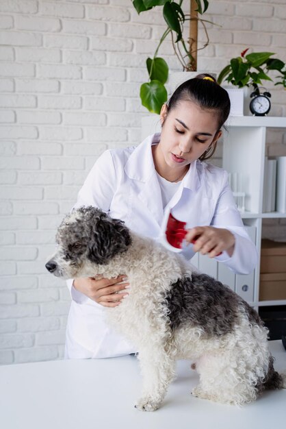 Vétérinaire souriant examinant un chien de race mixte