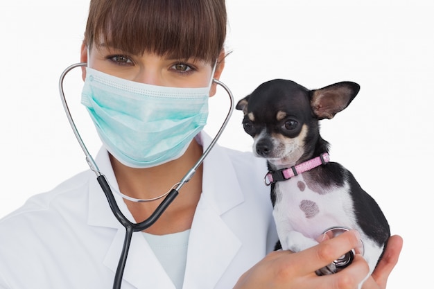 Vétérinaire souriant avec un masque de protection tenant un chihuahua