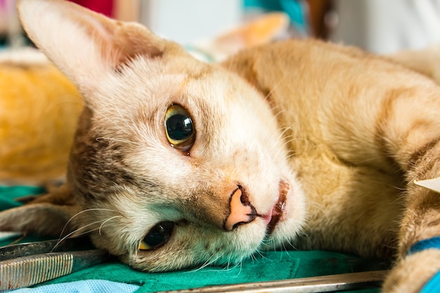 Vétérinaire stérilisant un chat