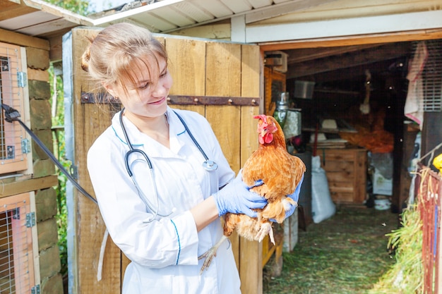 Vétérinaire avec stéthoscope tenant et examinant un poulet