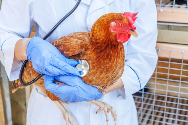 Vétérinaire avec stéthoscope tenant et examinant un poulet