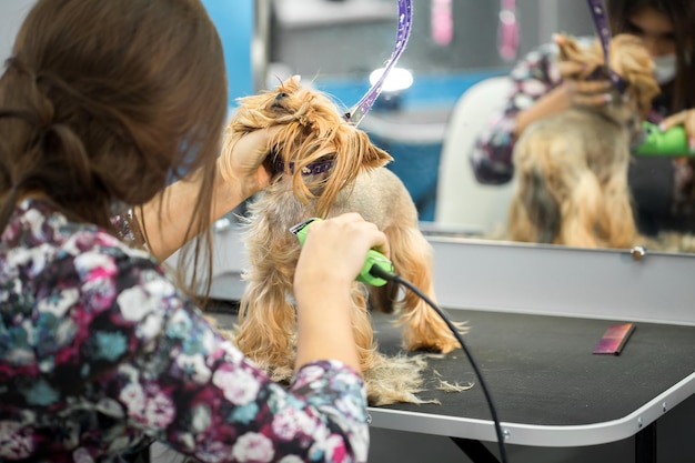 Vétérinaire taillant un yorkshire terrier avec une tondeuse à cheveux dans une clinique vétérinaire