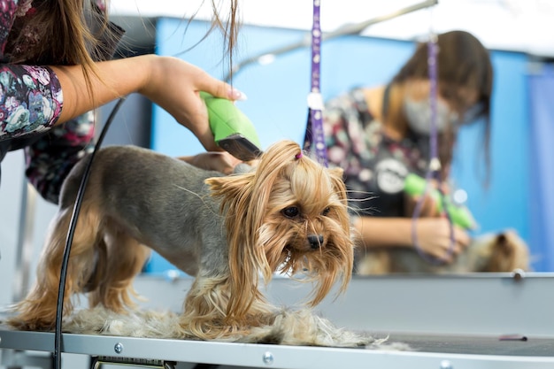 Vétérinaire taillant un yorkshire terrier avec une tondeuse à cheveux dans une clinique vétérinaire