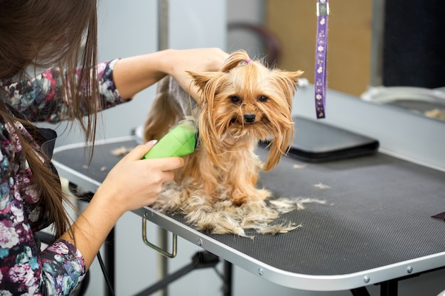 Vétérinaire tailler un yorkshire terrier avec une tondeuse à cheveux dans une clinique vétérinaire