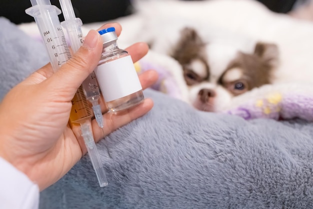 Vétérinaire tenant une seringue avec vaccin près d'un mignon chien chihuahua en clinique