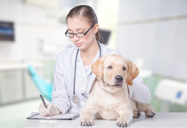 Vétérinaire utilisant la technologie avec un petit chien - isolé sur fond blanc