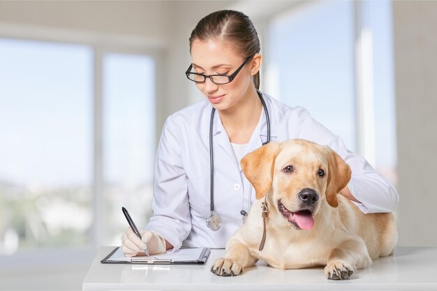 Vétérinaire utilisant la technologie avec un petit chien isolé sur un fond blanc