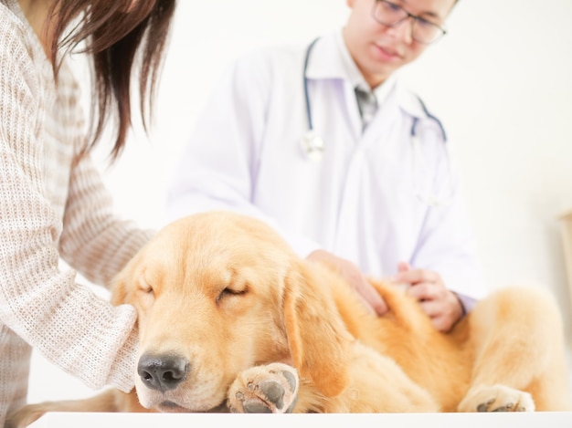 Vétérinaire vérifiant le chien golden retriever dans l&#39;hôpital clinique pour animaux de compagnie