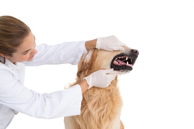 Vétérinaire vérifiant les dents d&#39;un chien