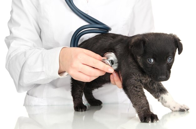 Vétérinaire vérifiant la fréquence cardiaque du chiot isolé sur blanc