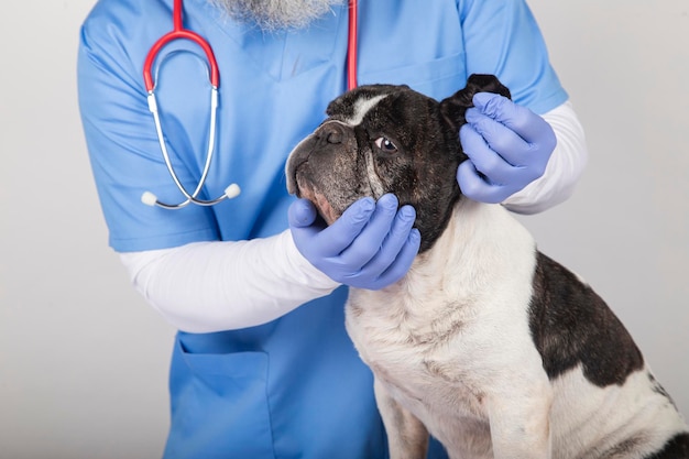 Un vétérinaire vérifiant les oreilles de l'adorable chien bouledogue français. image isolée