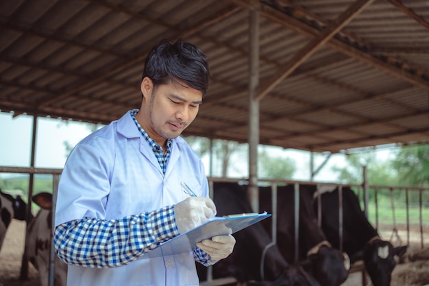 Vétérinaire vérifiant son bétail et la qualité du lait dans la ferme laitière Concept d'agriculture et d'élevage de l'industrie agricole Vache sur la ferme laitière mangeant du foinCowshed