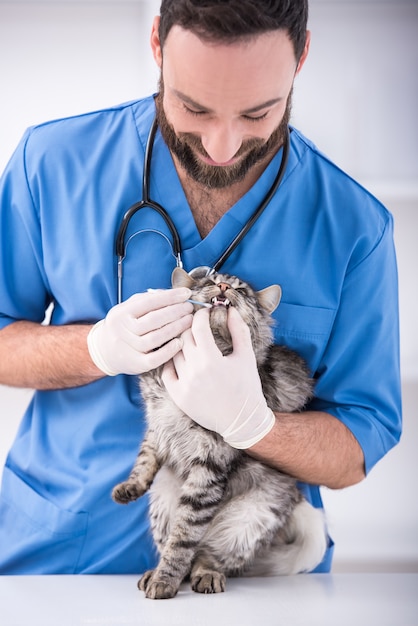 Un vétérinaire vérifie la bouche d'un chat dans une clinique.