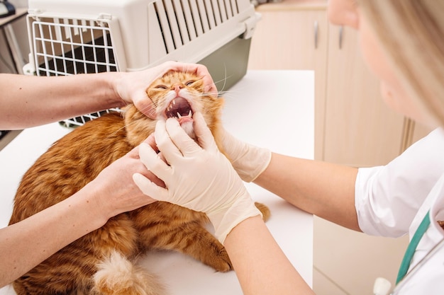 Vétérinaire vérifie les dents d'un chat