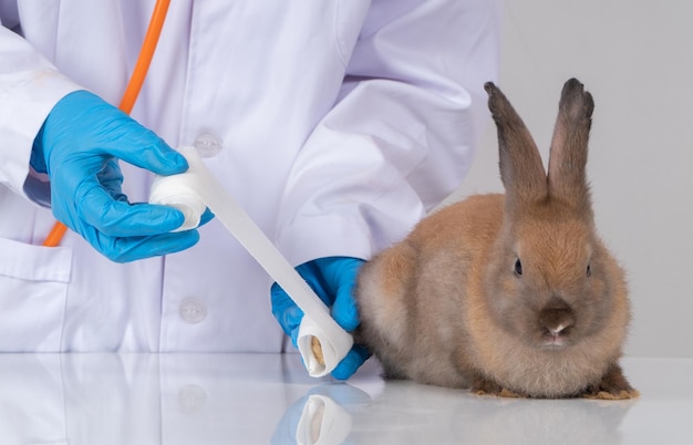 Vétérinaires à l'aide d'un bandage Enroulez autour de la jambe cassée du lapin moelleux pour passer la jambe