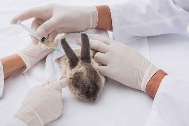 Vétérinaires faisant l&#39;injection chez un lapin