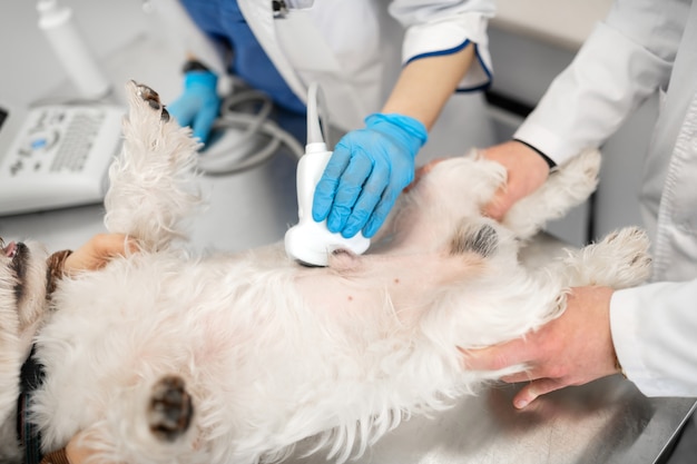 Vétérinaires en gants. Deux vétérinaires portant des gants bleus faisant des rayons x pour chien couché sur la table