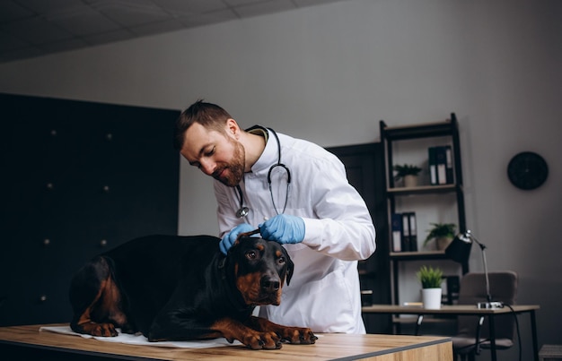 Vétérinaires masculins heureux examinant le chien dans la clinique