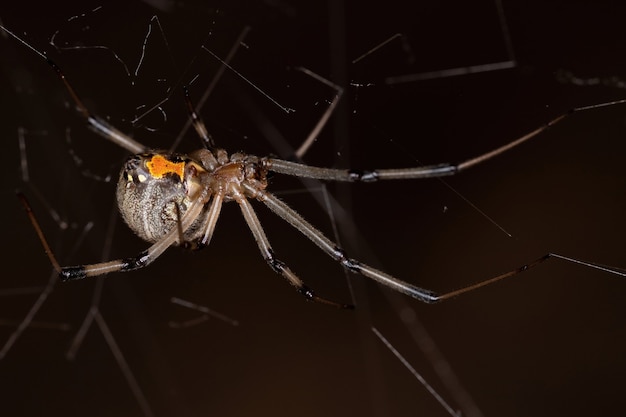 Veuve brune adulte femelle de l'espèce Latrodectus geometryus