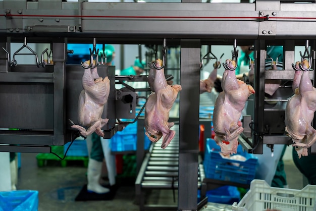 Viande en cours de préparation dans une usine