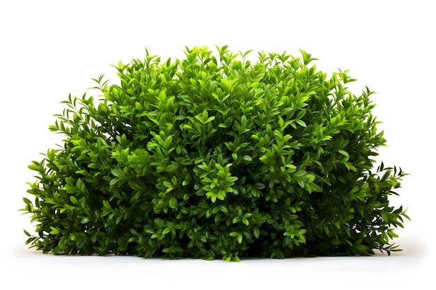 Vibrant CloseUp de feuilles vertes luxuriantes sur un fond blanc propre Image de stock pour la nature et B