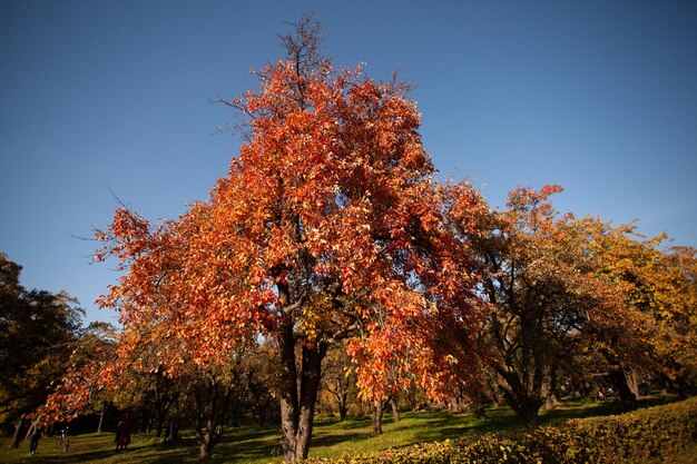 Vibrations d&#39;automne