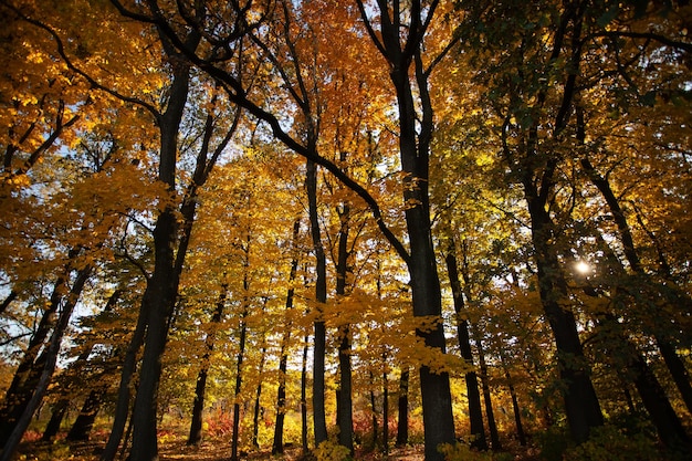 Photo vibrations d'automne