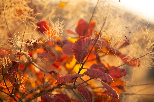 Photo vibrations d'automne