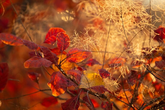 Photo vibrations d'automne