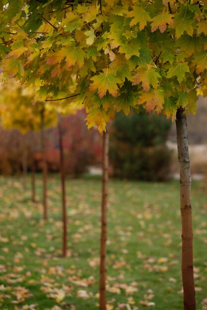 Photo vibrations d'automne