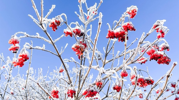 Viburnum gelé dans la neige sur une branche en hiver froid