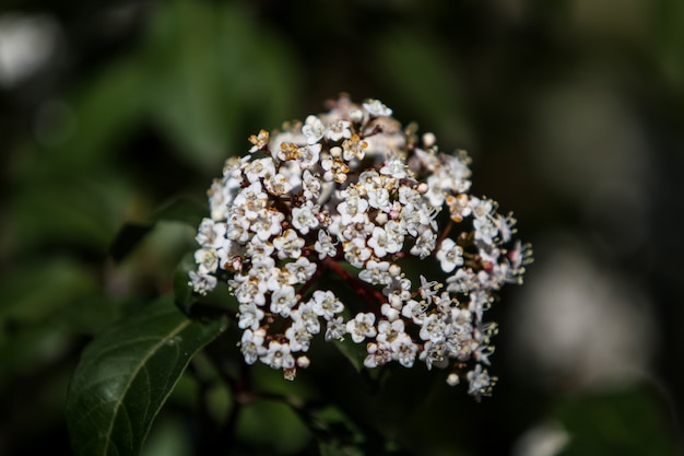 Viburnum tinus