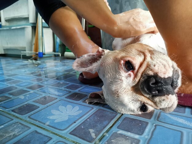 Photo les victimes du bulldog blanc prennent une douche.