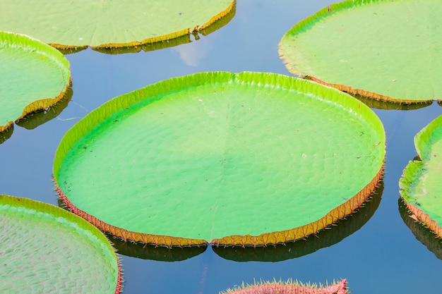 Victoria amazonica